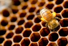 Apiterapia: qué es, para qué sirve, precauciones y más