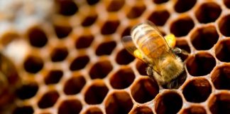 Apiterapia: qué es, para qué sirve, precauciones y más