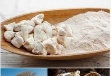 Baobab: beneficios, usos, precauciones y más