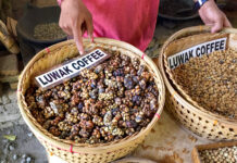 ¿Qué beneficios tiene el Kopi Luwak? ¿Hay alguna contraindicación?